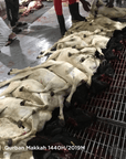 Qurban (Sheep/goat) in Makkah 2021