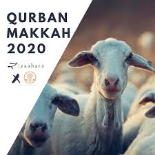 Aqiqah /korban in Makkah with only RM 420 per sheep